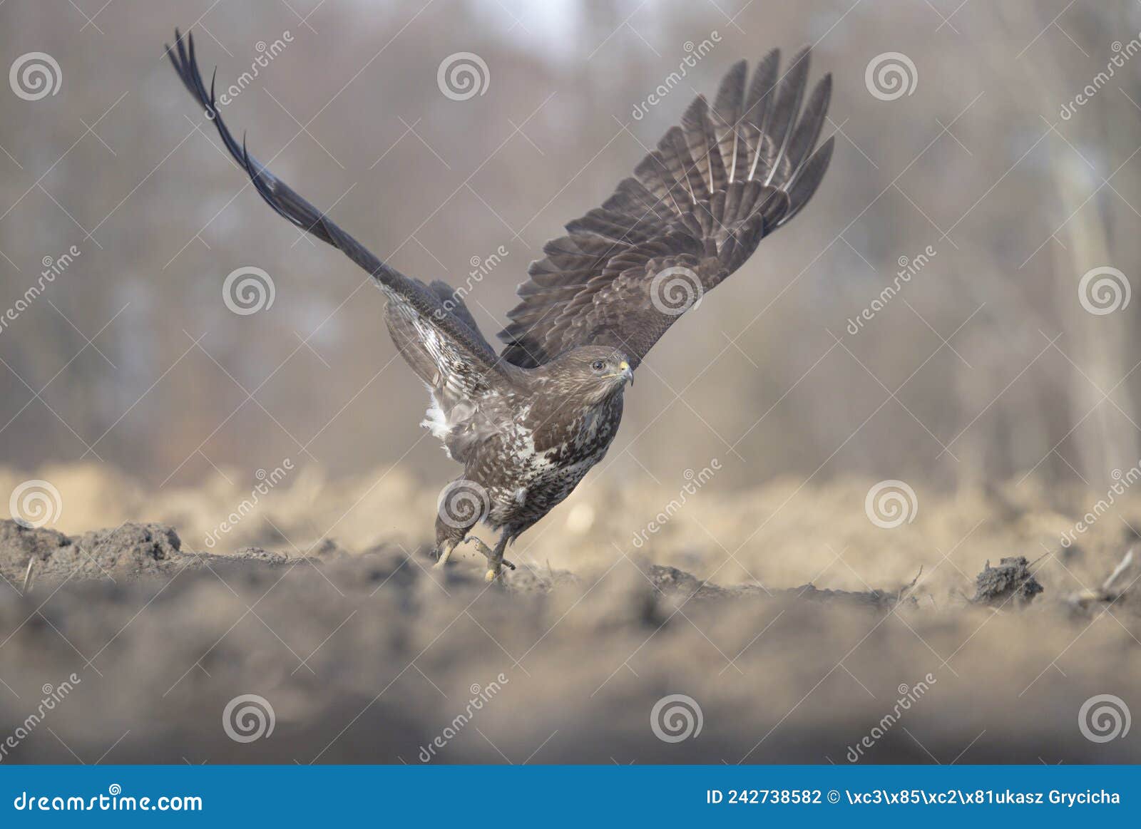 Buzzard in flight stock photo. Image of buzzard, dangerous 242738582
