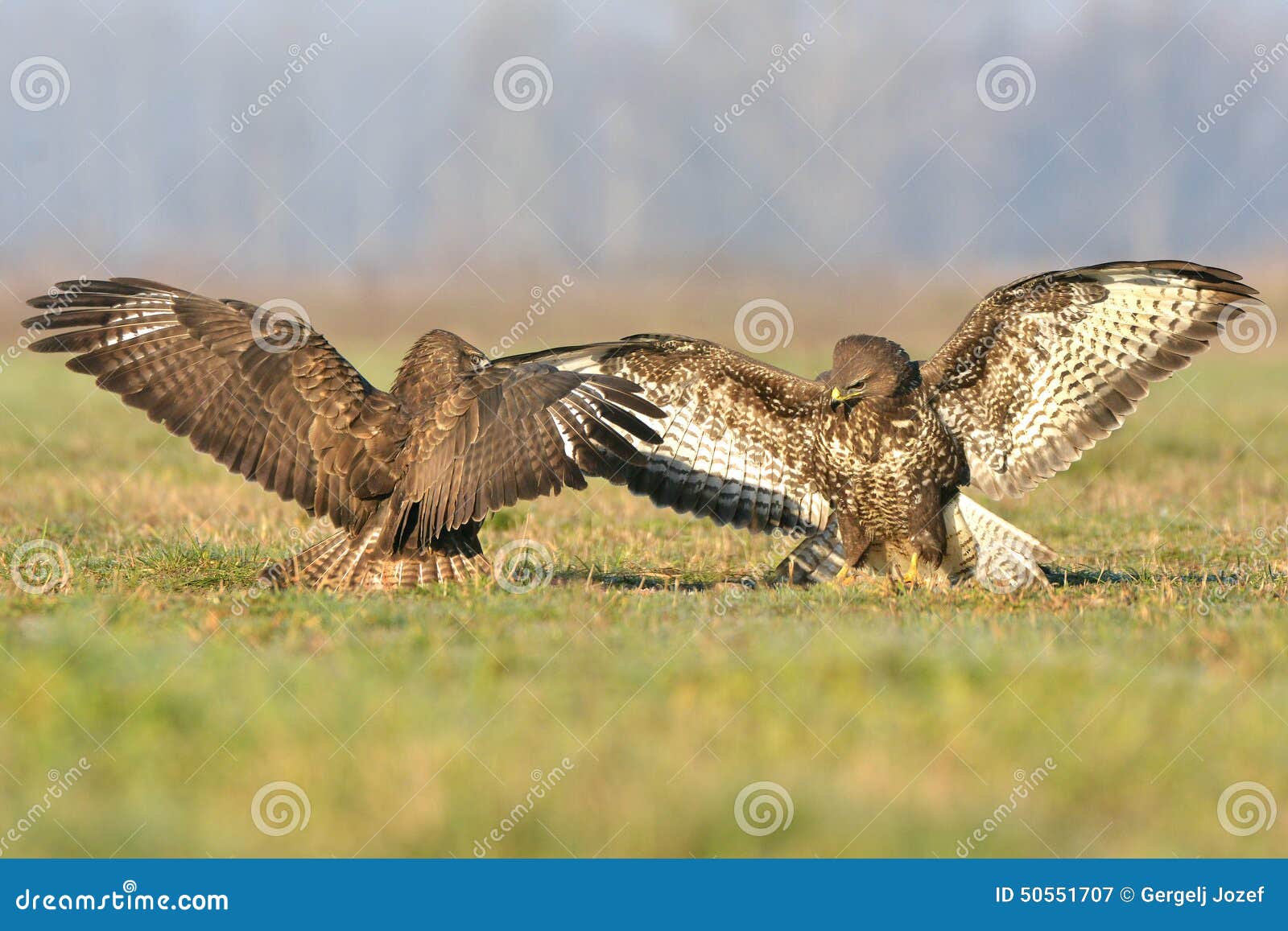 Buzzards stock image. Image of prey, buzzards, blood 50551707