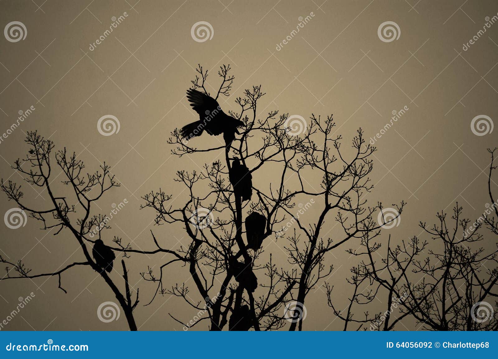 Buzzards stock photo. Image of gathering, flight, buzzards 64056092