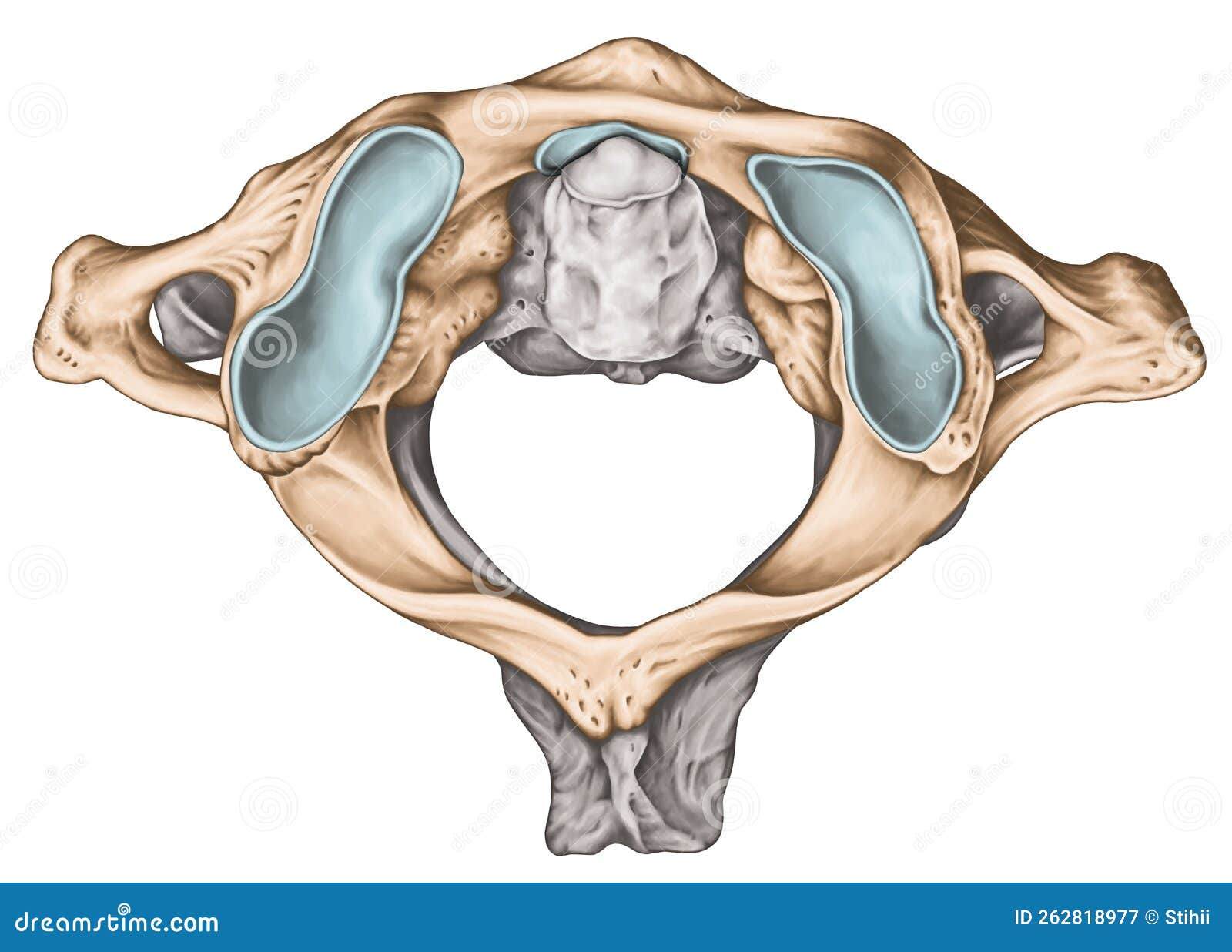 BW Atlantoaxial Joint, Superior View Stock Illustration - Illustration ...