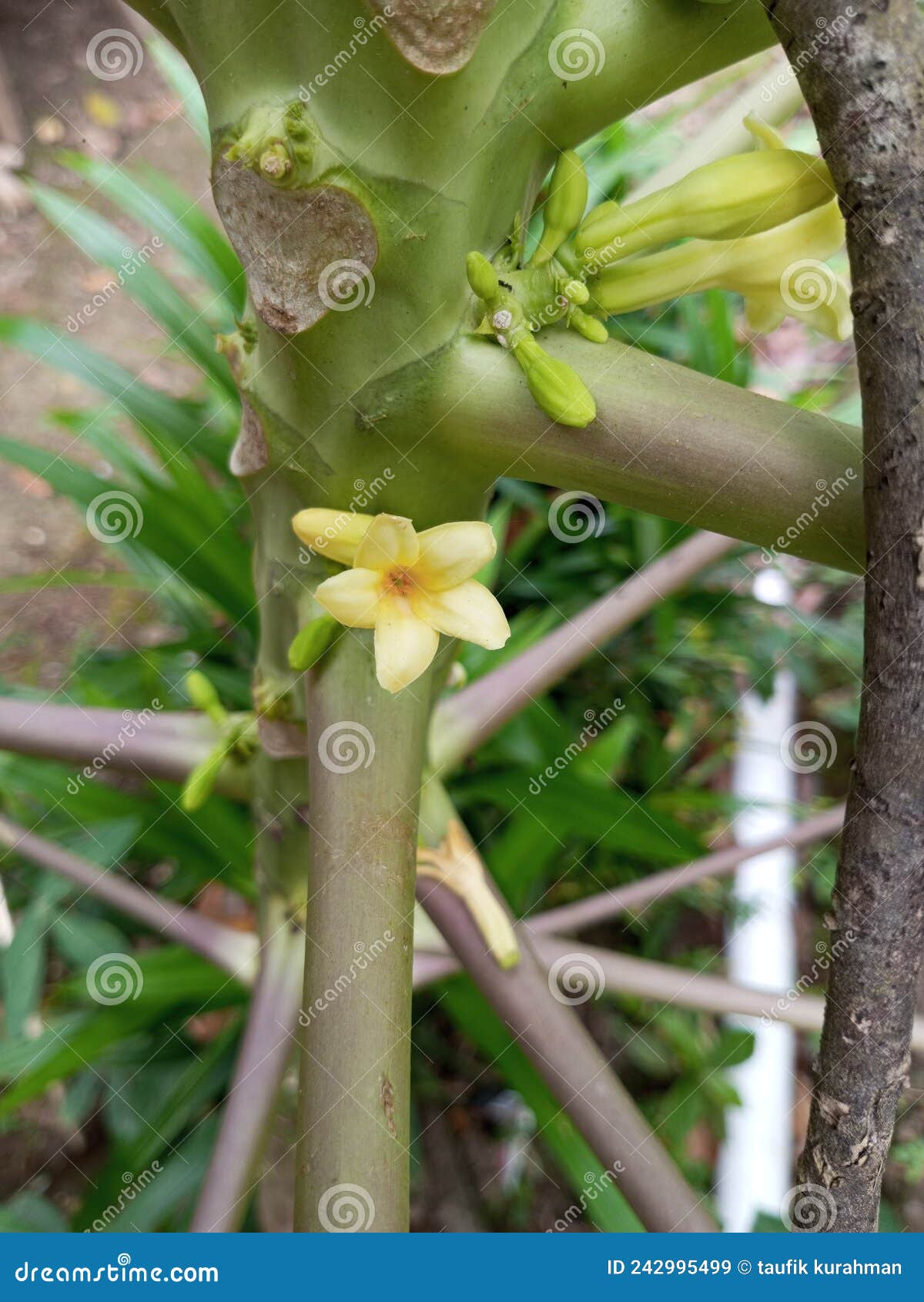 This Bynga Papaya Flower is Usually Consumed with a Bitter Taste Stock