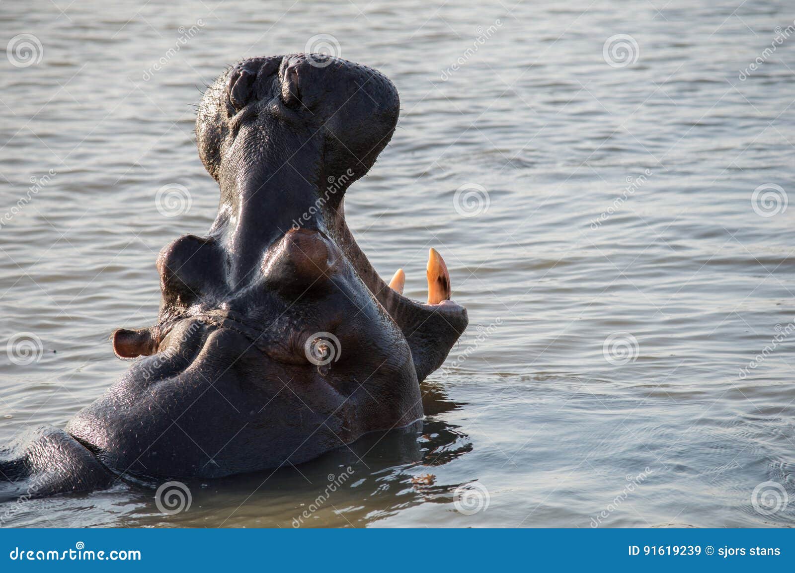 Bâillement d'hippopotame en Afrique du Sud St Lucia. Bâillement St Lucia Afrique du Sud d'hippopotame