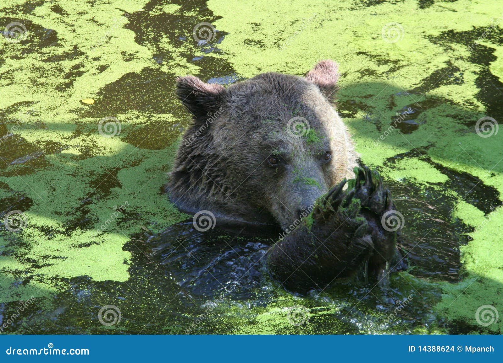 Bär im Wasser, Berlin-Zoo