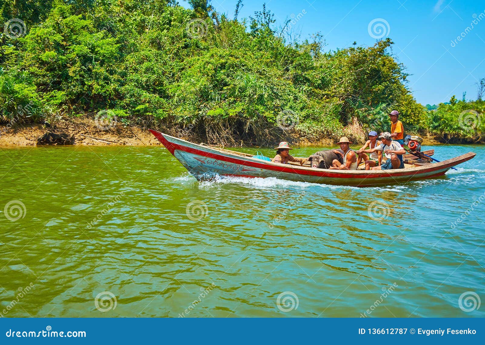 Bönderna i fartyget, Kangy flod, Myanmar. CHAUNG THA, MYANMAR - MARS 1, 2018: Burmese bönder med den stora svinflötet i gammalt träfartyg längs mangrovarna på den Kangy floden, på mars 1 i Chaung Tha