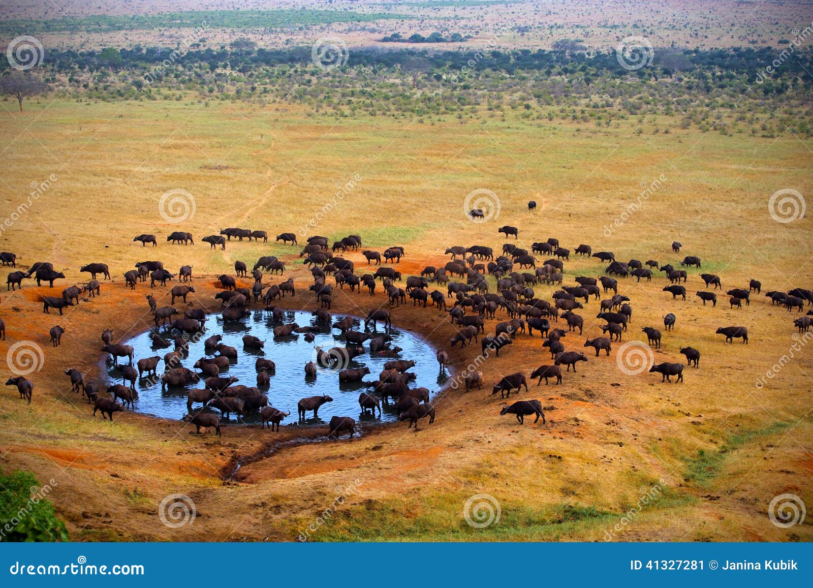 Búfalo en la fuente EN el tSAVO Kenia DEL ESTE