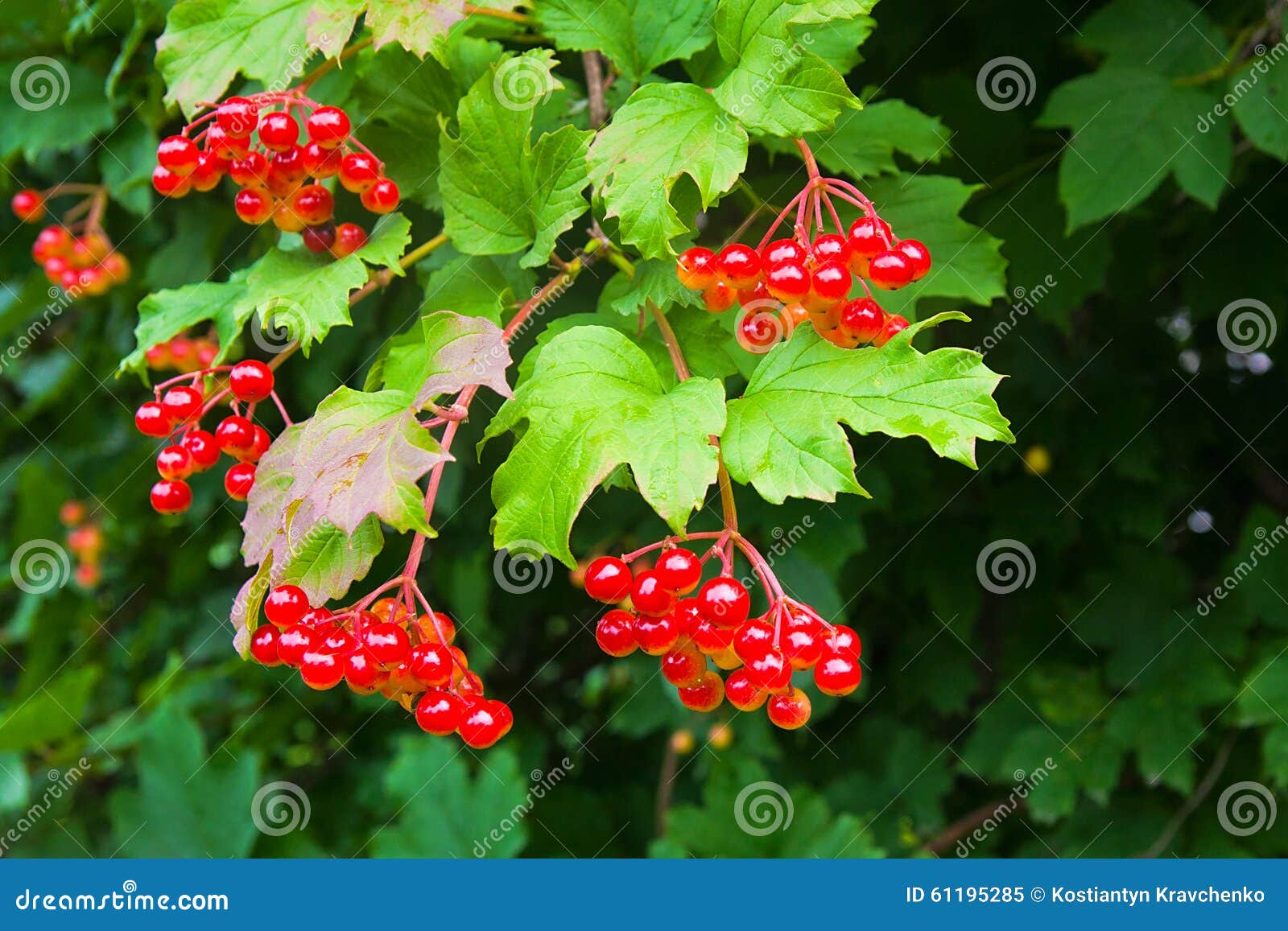 Rote Beeren Strauch Ahornblatt die schonsten blumenbilder