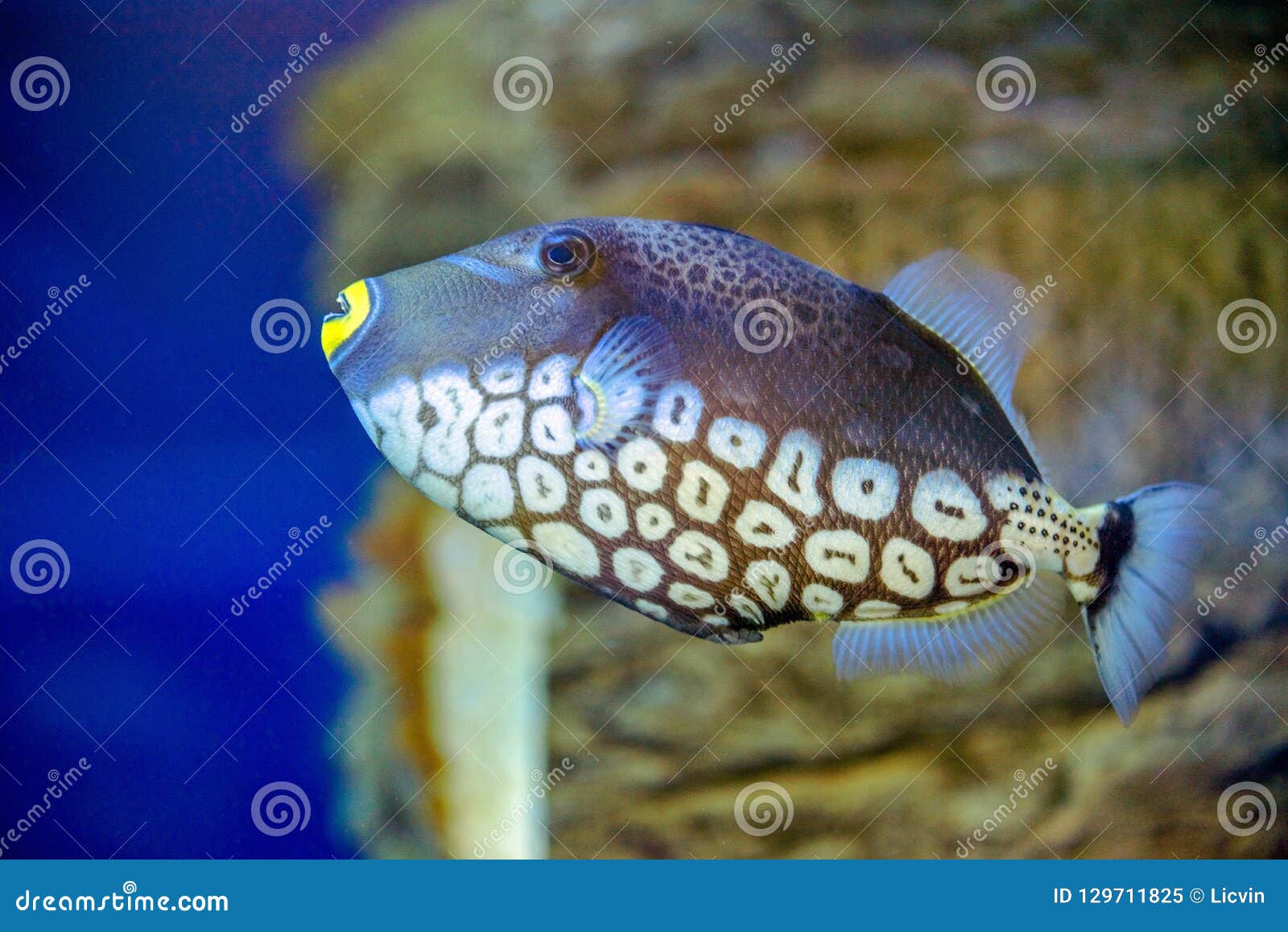 Błazenu Triggerfish pływania. Błazenu Triggerfish pływa w akwarium