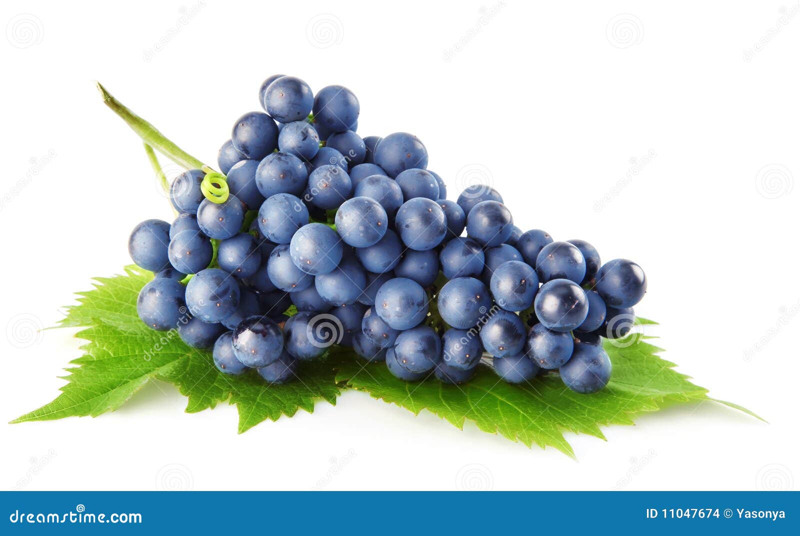 Błękit owocowa winogrona zieleń odizolowywał liść