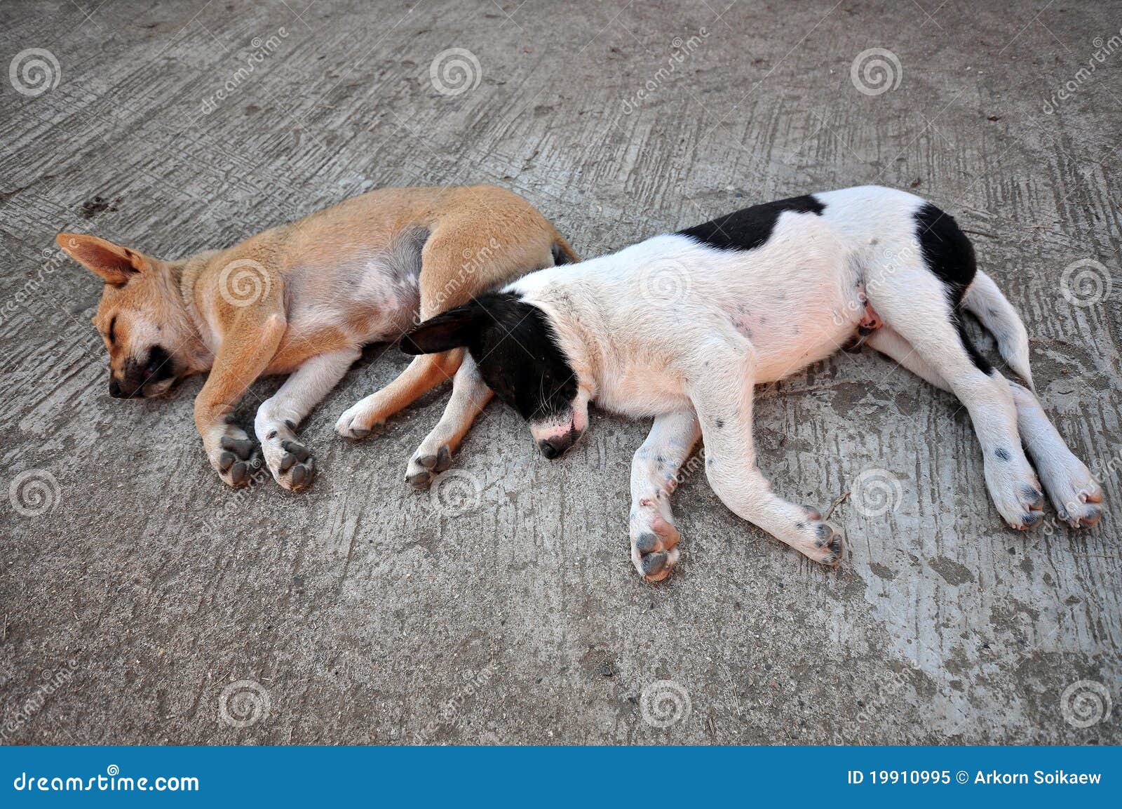 Cães Adormecidos imagem de stock. Imagem de sono, tailândia - 19910995, image size:1600x1153