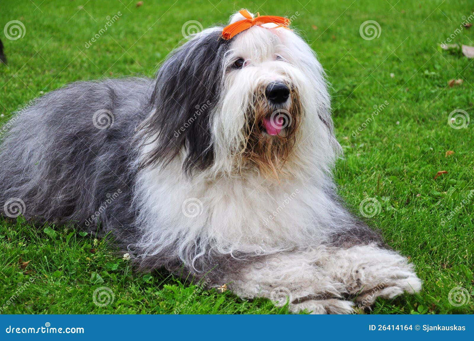 Cachorro Bobtail: características e fotos