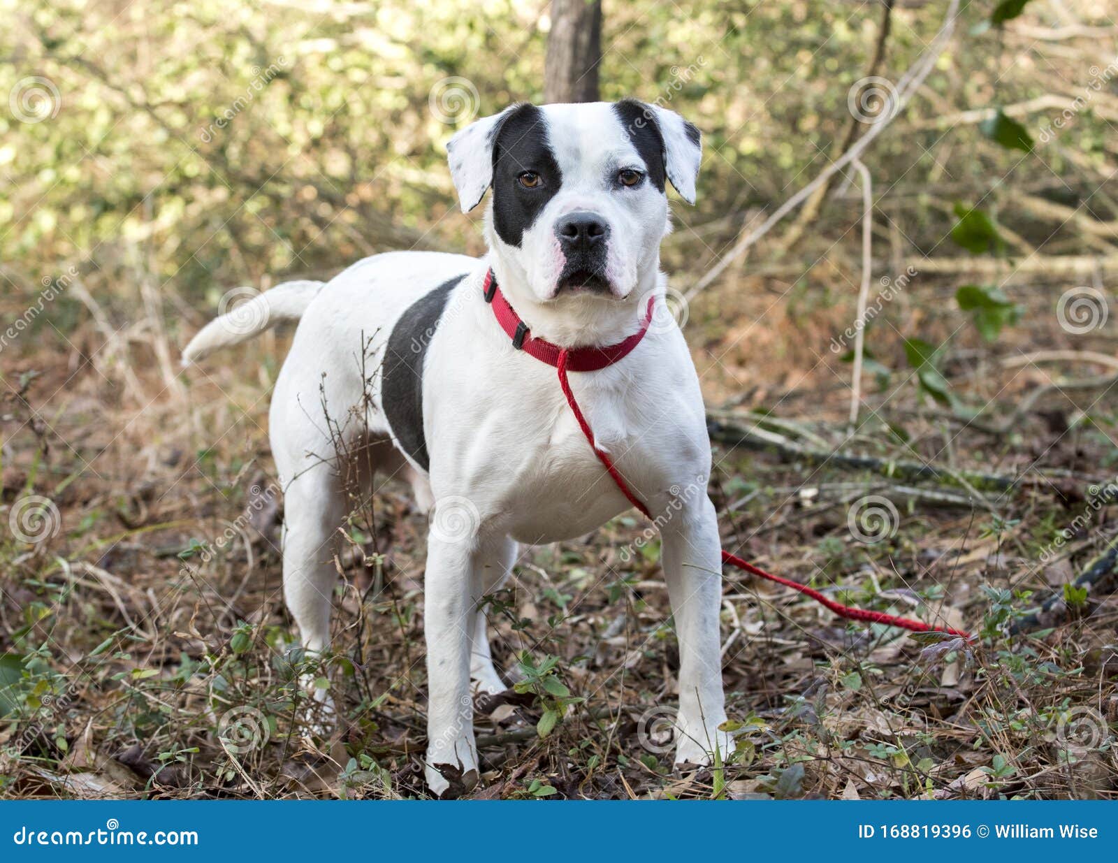 Cão Branco E Preto Bulldog Boxer De Raça Branca E Negra Foto de Stock -  Imagem de canino, salvamento: 168819396