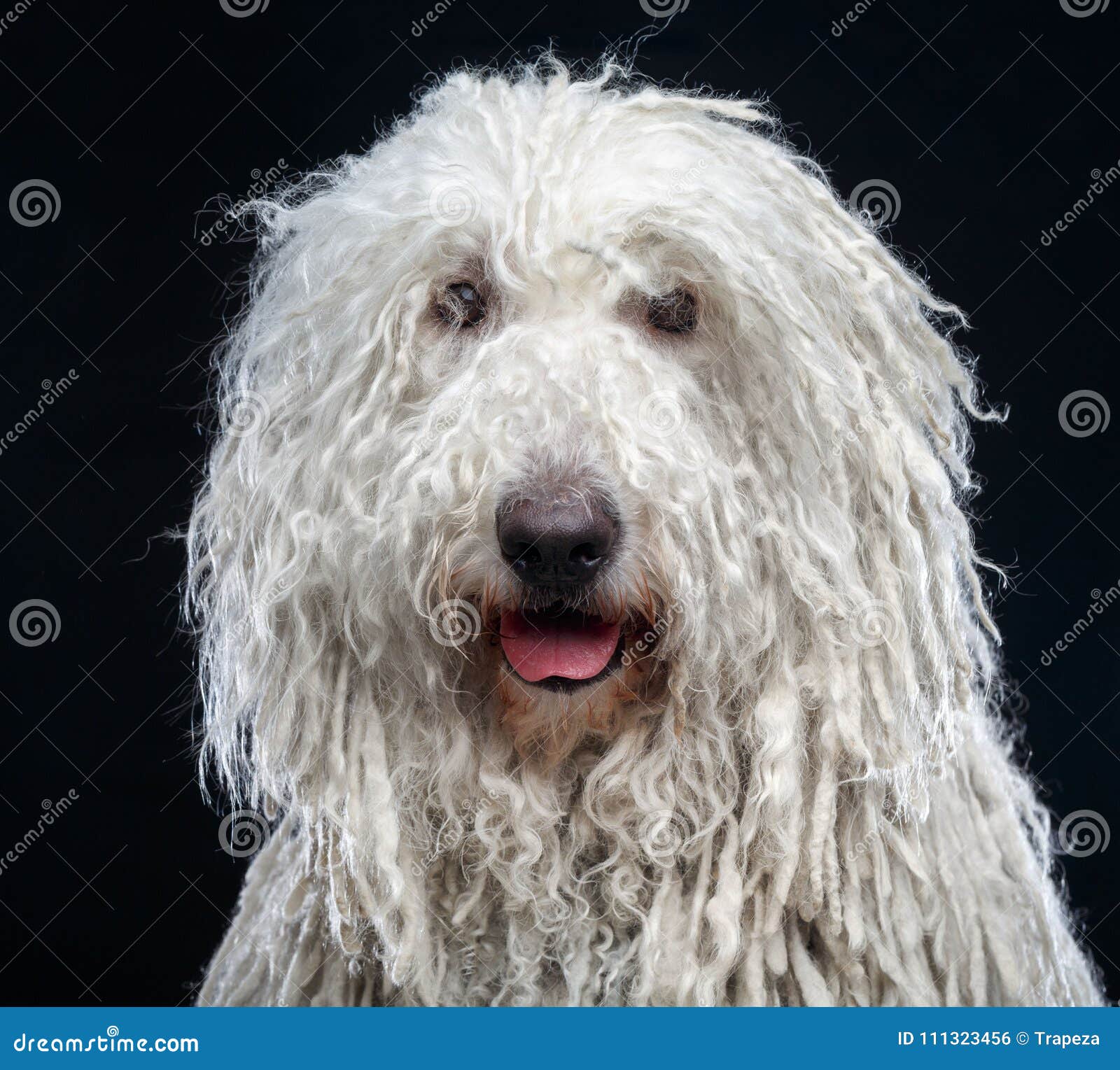 Um grande cão pastor inglês está parado na frente de um fundo branco.