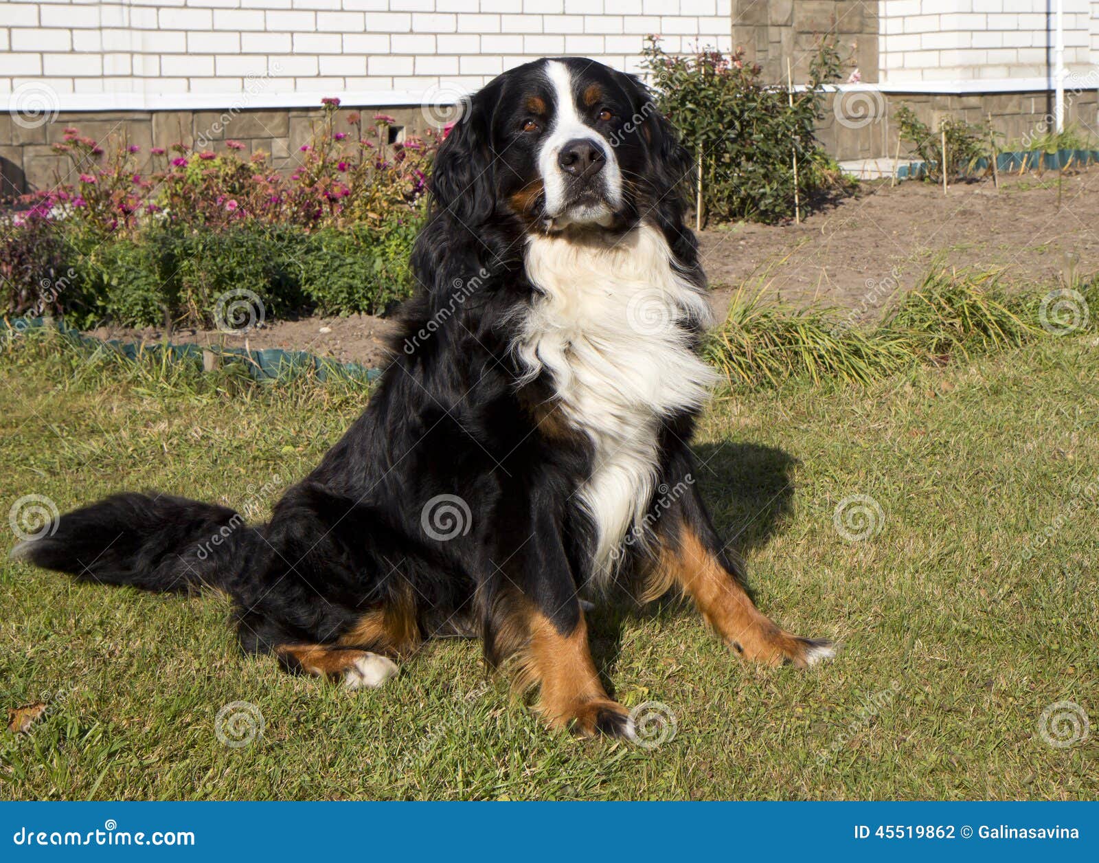 Banco de imagens : natureza, animal, verde, família, vertebrado, Raça cão,  cachorro Grande, Cão de montanha bernese, Cão da montanha do entlebucher,  Cão, como, mamífero, Carnívoro, Pastor inglês, Maior cão suíço montanha