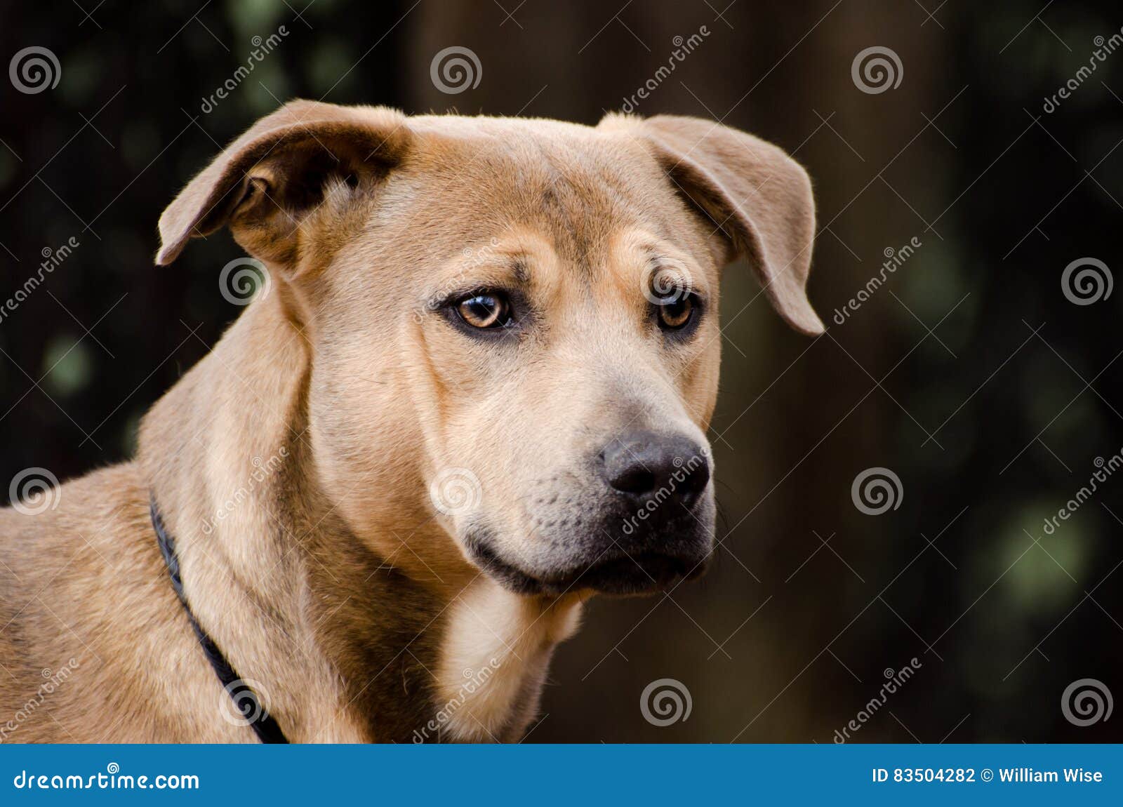 Pastor Inglês Mixed Breed Dog Imagem de Stock - Imagem de inglês, marrom:  49219649