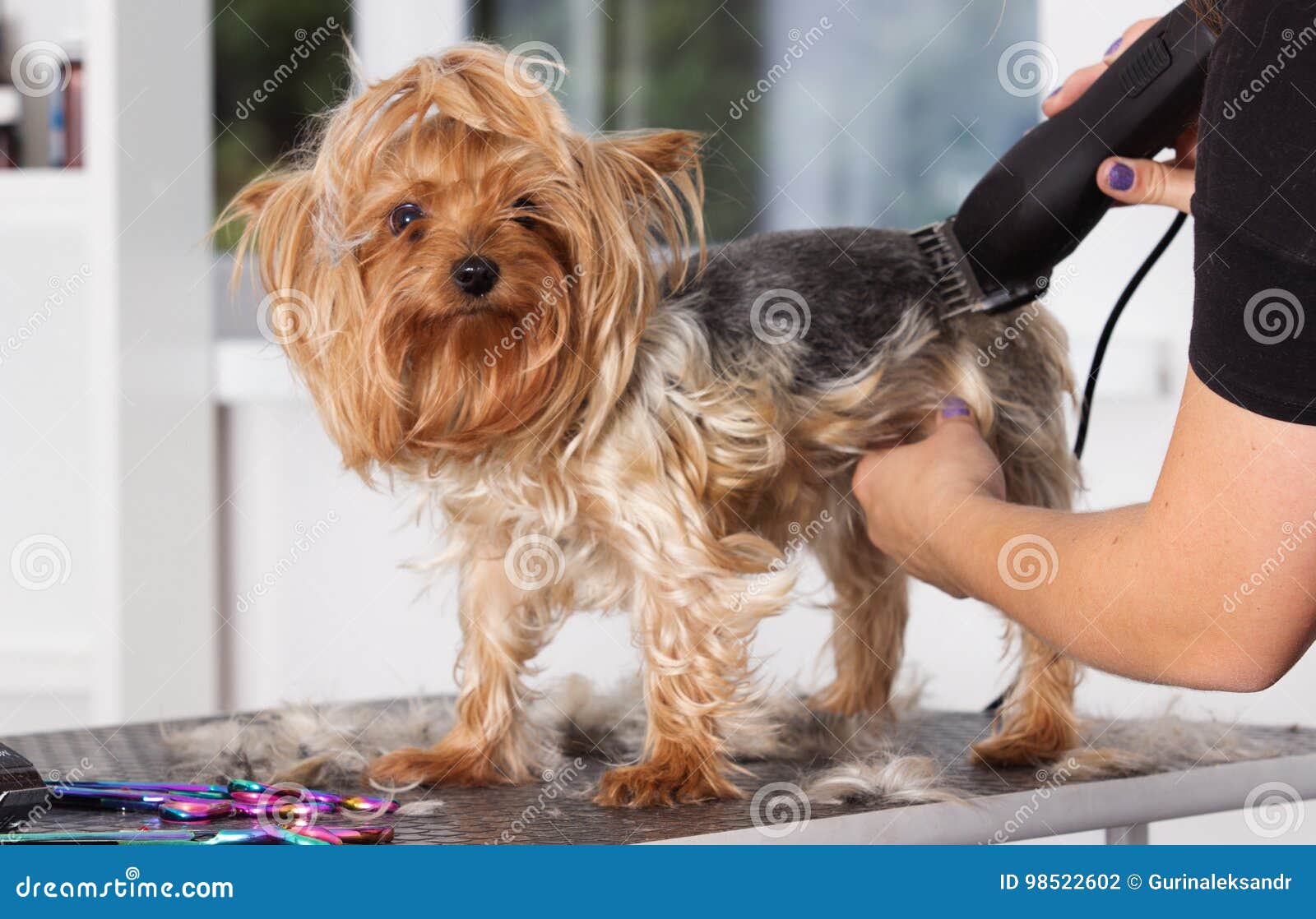 Cão Do Yorkshire Terrier Em Um Penteado Foto De Stock - Imagem De Focinho, Desgrenhado: 98522602