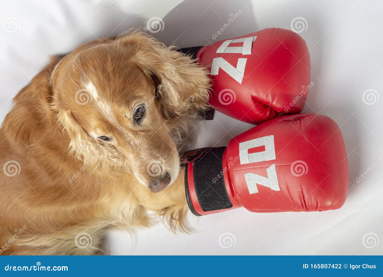 Cão Em Luvas De Boxe Com a Inscrição Foto de Stock - Imagem de potência,  irritado: 165807422, image size:1600x1158