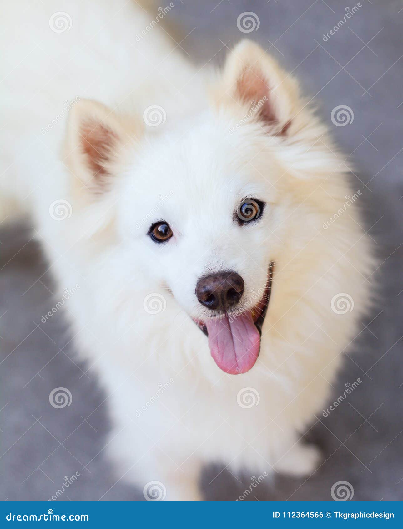 Cão Esquimó Americano foto de stock. Imagem de orelhas - 112364566, image size:1289x1690