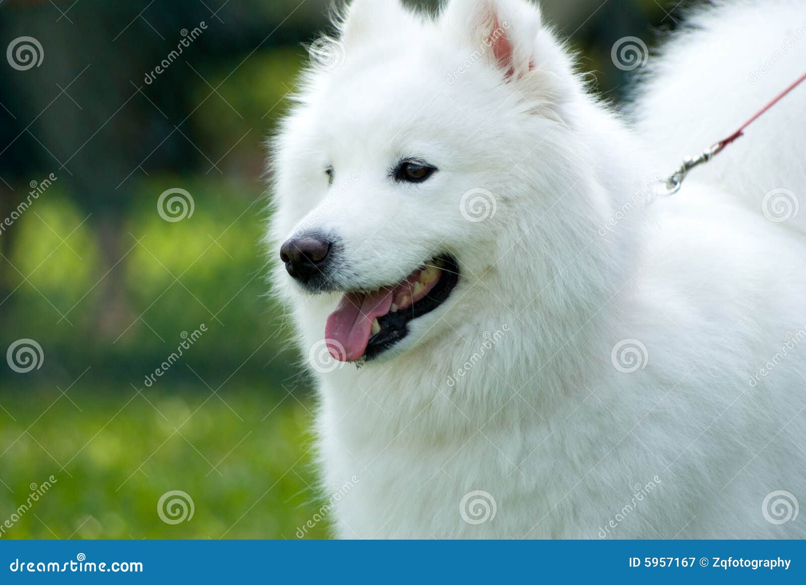 Cão Esquimó Americano imagem de stock. Imagem de puro - 5957167, image size:1600x1161