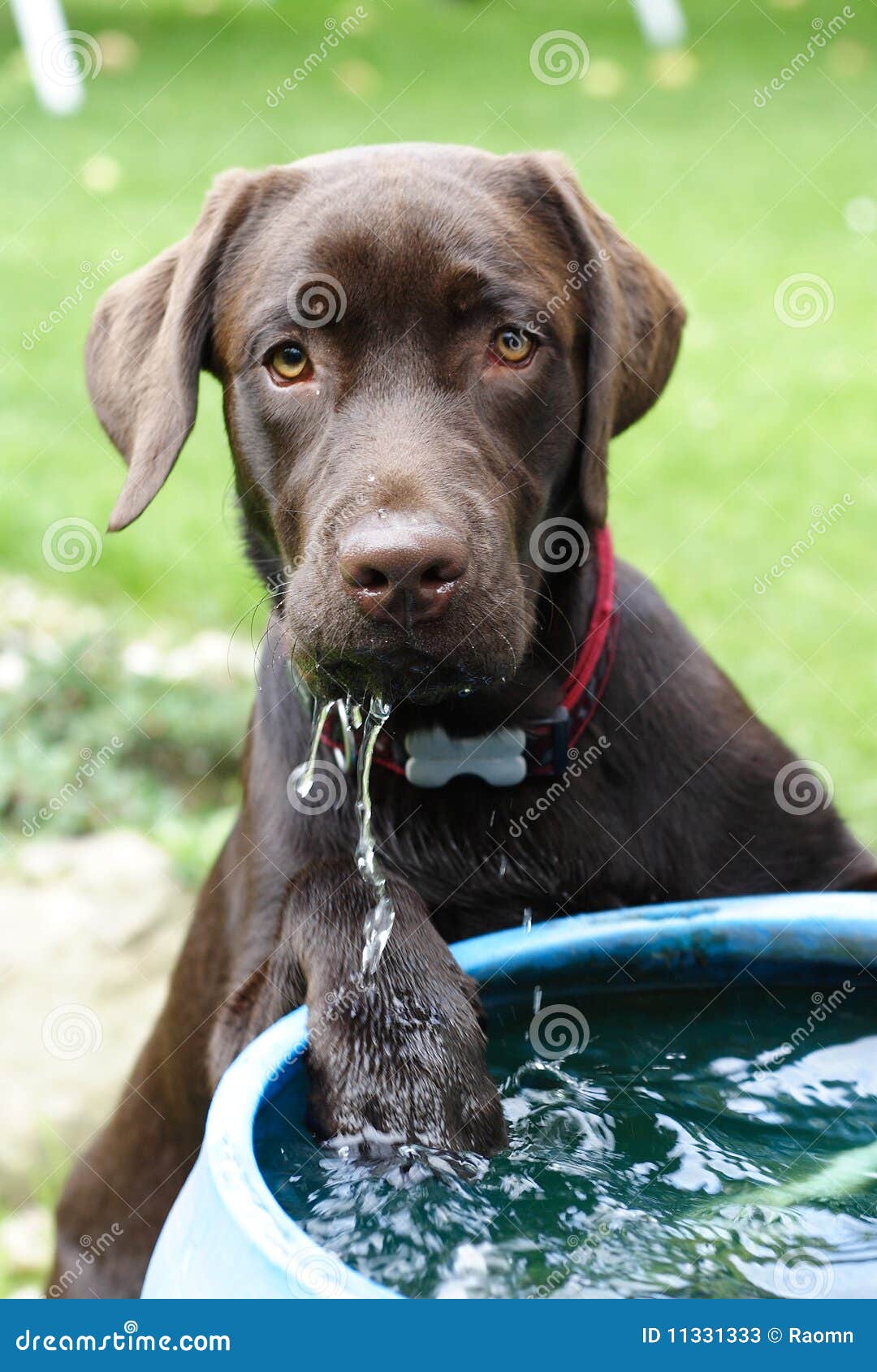 Cão louco imagem de stock. Imagem de grama, recuperador - 11331333, image size:1080x1690