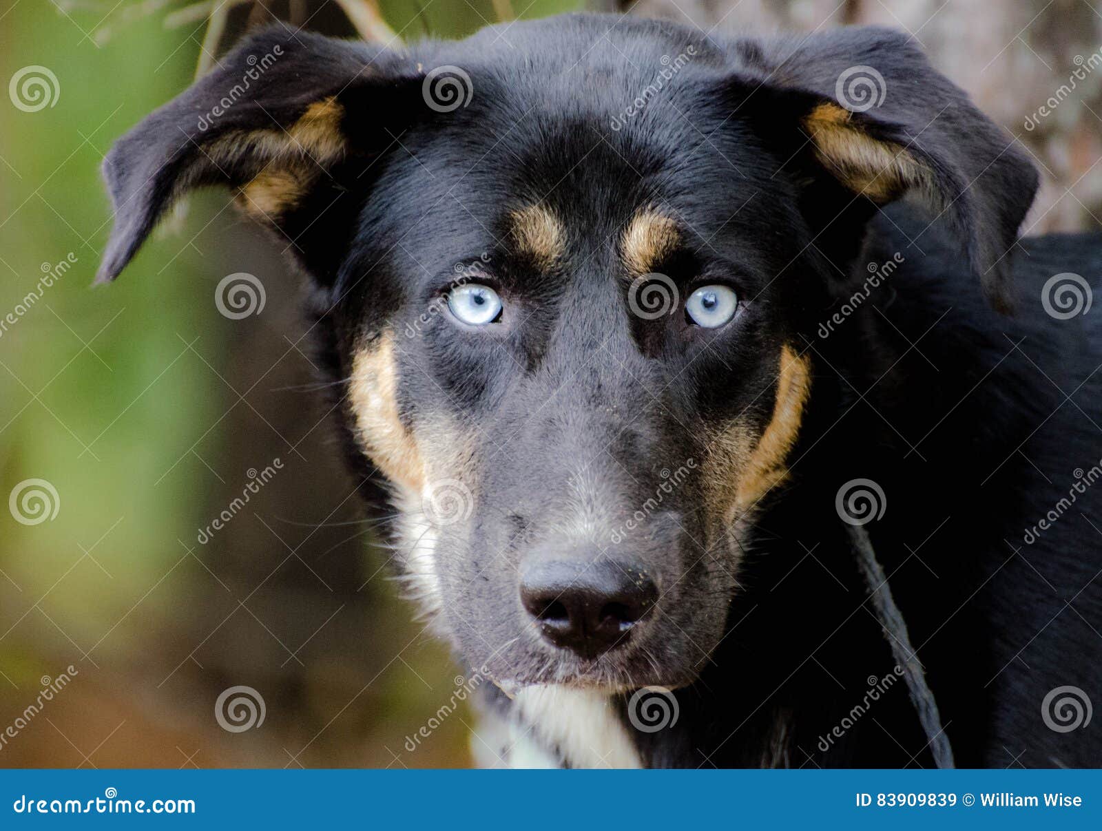 Pastor Inglês Mixed Breed Dog Imagem de Stock - Imagem de inglês, marrom:  49219649