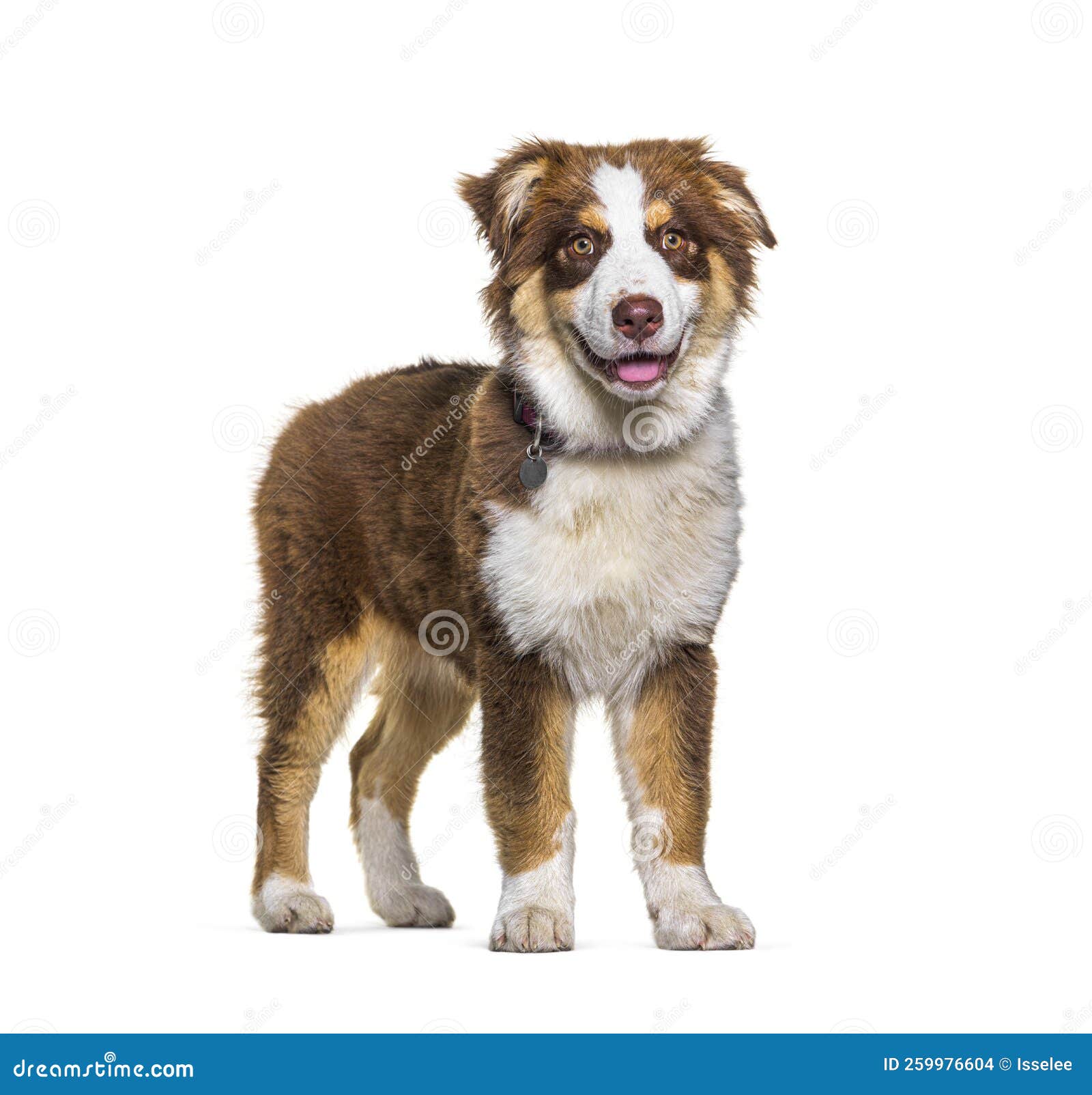 Cão Pastor Australiano Em Pé Diante De Um Fundo Branco Foto de Stock -  Imagem de corte, sozinho: 259976604