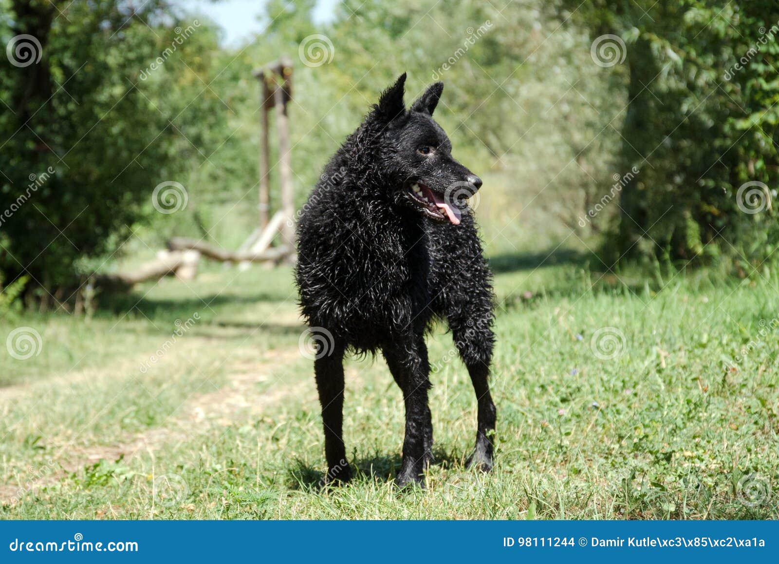 Pastor Inglês Cross Dog Standing Imagem de Stock - Imagem de preto