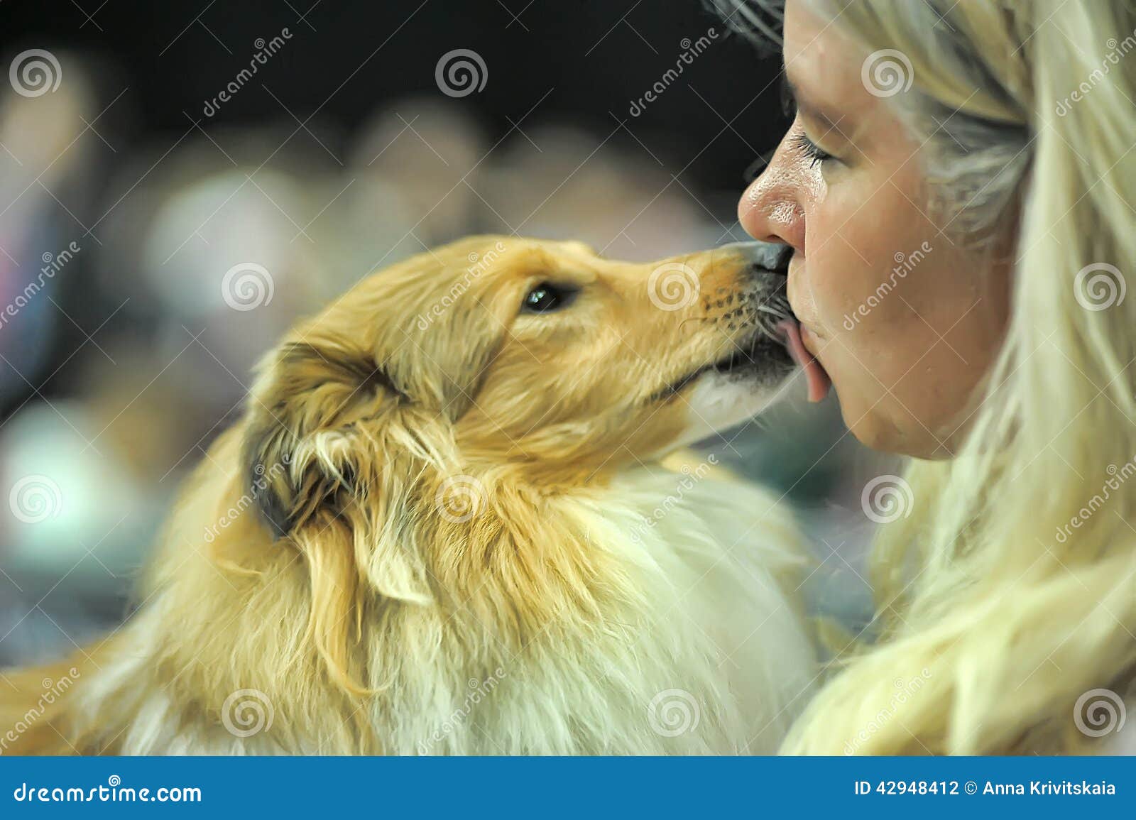 Pastor-de-shetland - Raças de Cães