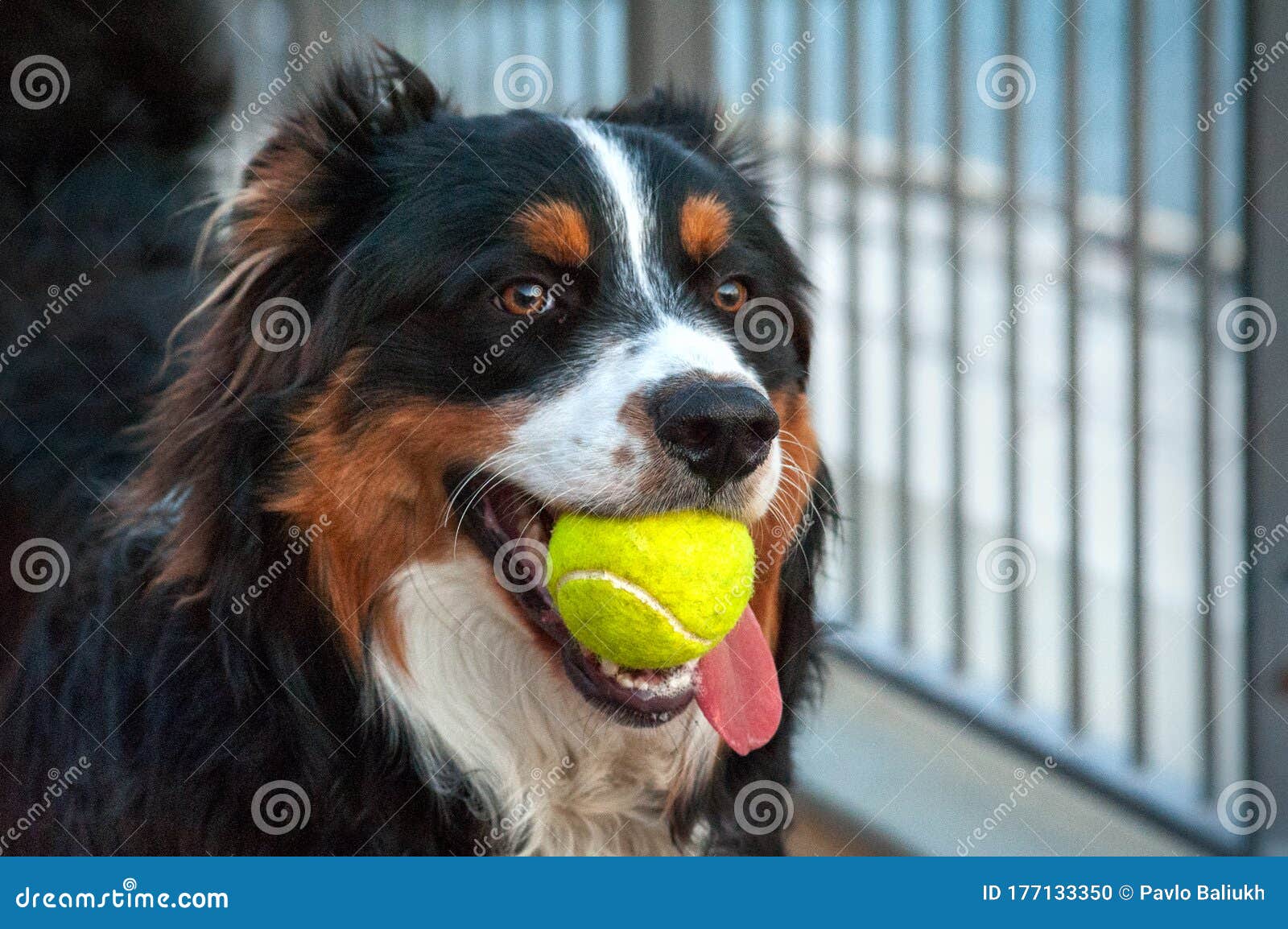 Cão Pastor Inglês Segura Bola Foto de Stock - Imagem de exterior, orelhas:  177133350