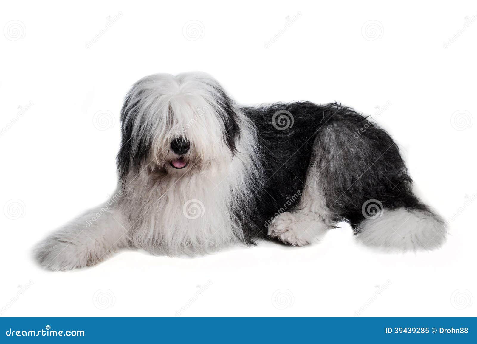 cara de raça de cão pastor inglês velho isolado no fundo branco. 5434776  Foto de stock no Vecteezy