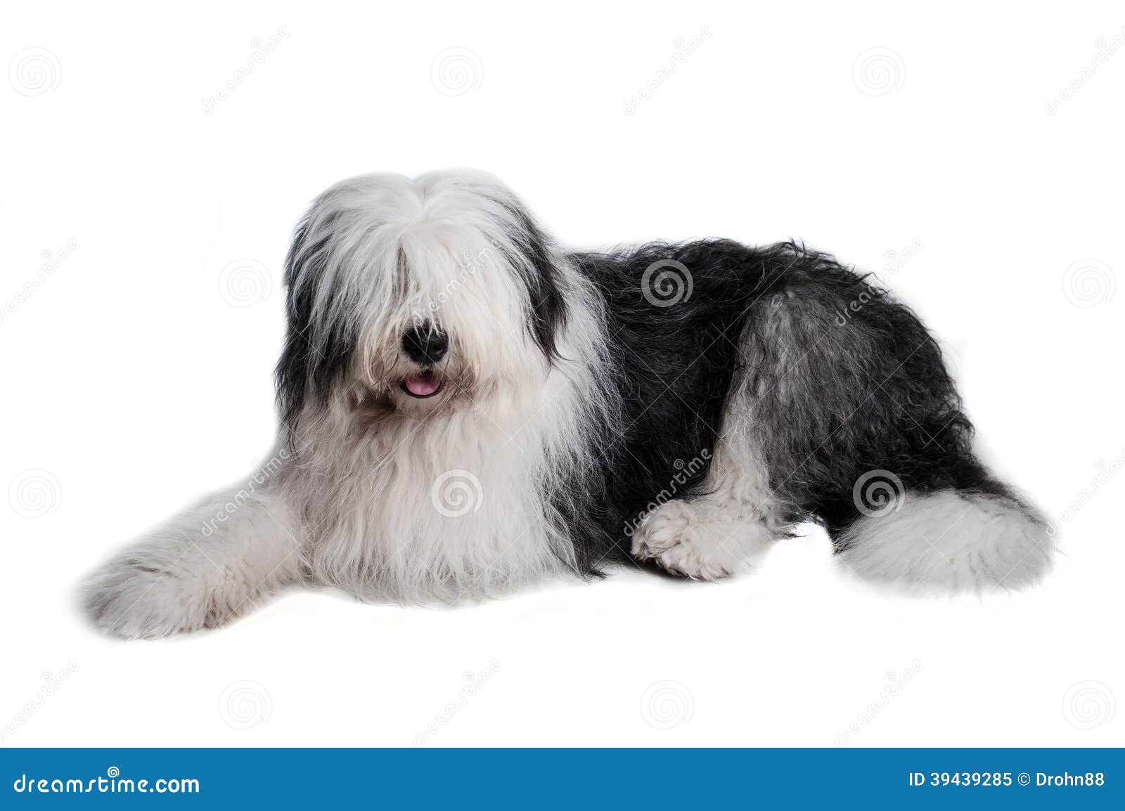 Cão pastor inglês velho imagem de stock. Imagem de pelaria - 39439285