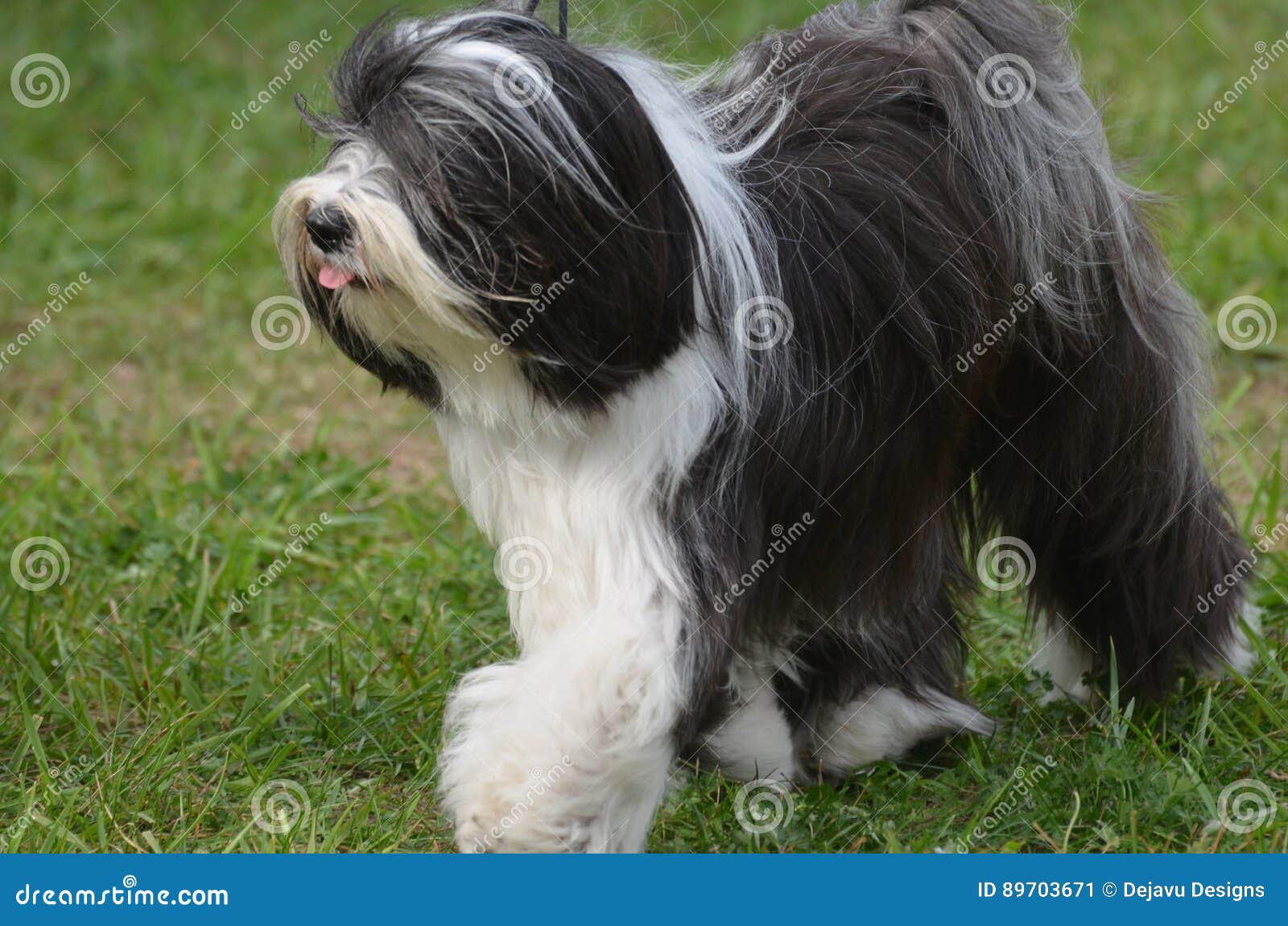 Antigo Cão de Pastor Inglês