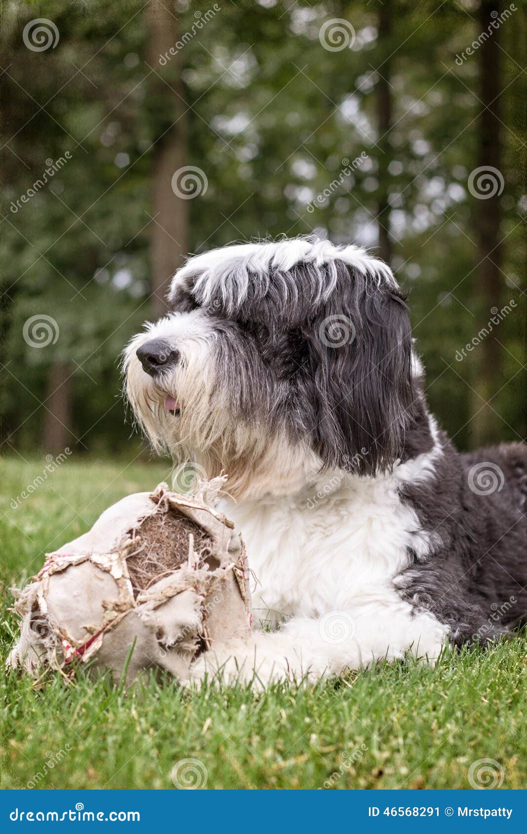 Cão Pastor Inglês Velho Que Encontra-se Na Grama Com Uma Bola De Futebol  Velha Imagem de Stock - Imagem de esfera, fonte: 46568291