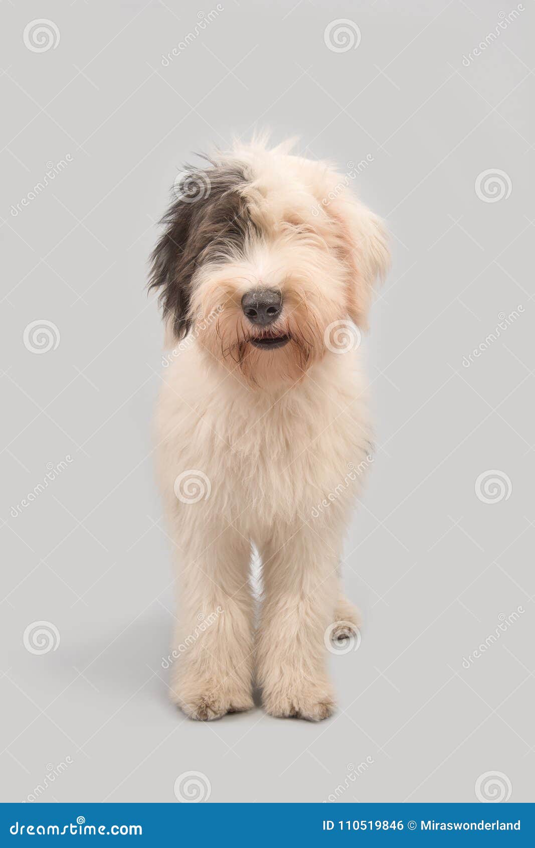 Cão Pastor Inglês Velho Que Está Em Um Fundo Cinzento Foto de Stock -  Imagem de fundo, estar: 110519846