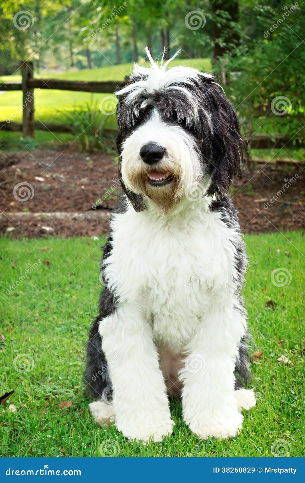 O cão pastor inglês velho do cão que guarda a placa com escreve abraça-me.