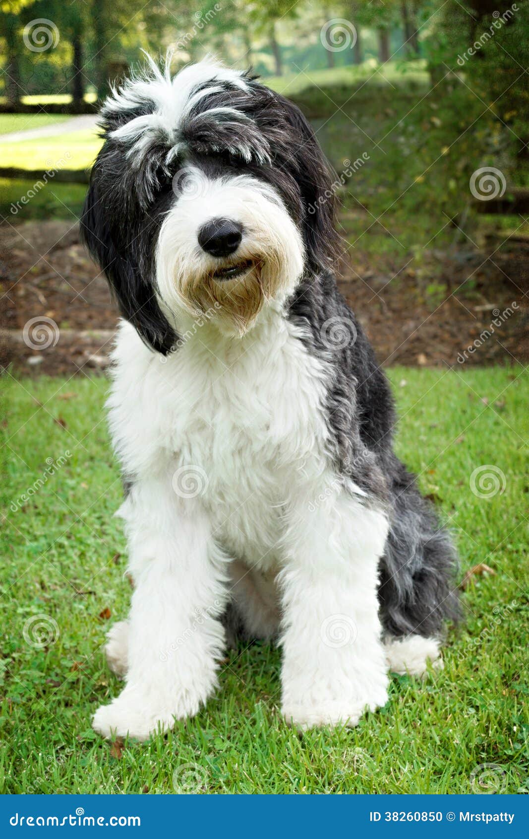 Cão Pastor Inglês Velho Que Está Na Grama Foto de Stock - Imagem