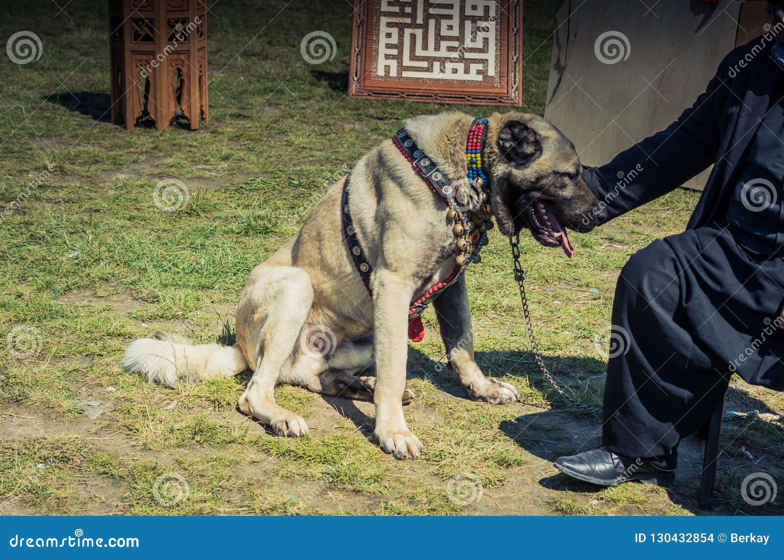 Conheça o Pastor de Kangal