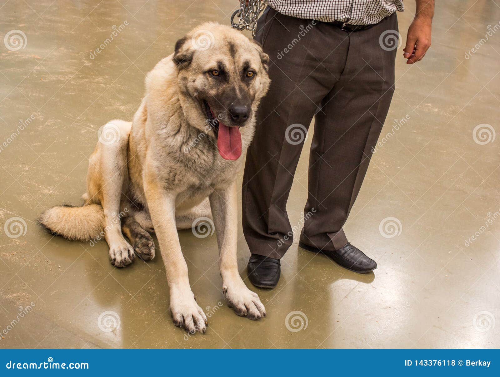 Conheça o Pastor de Kangal