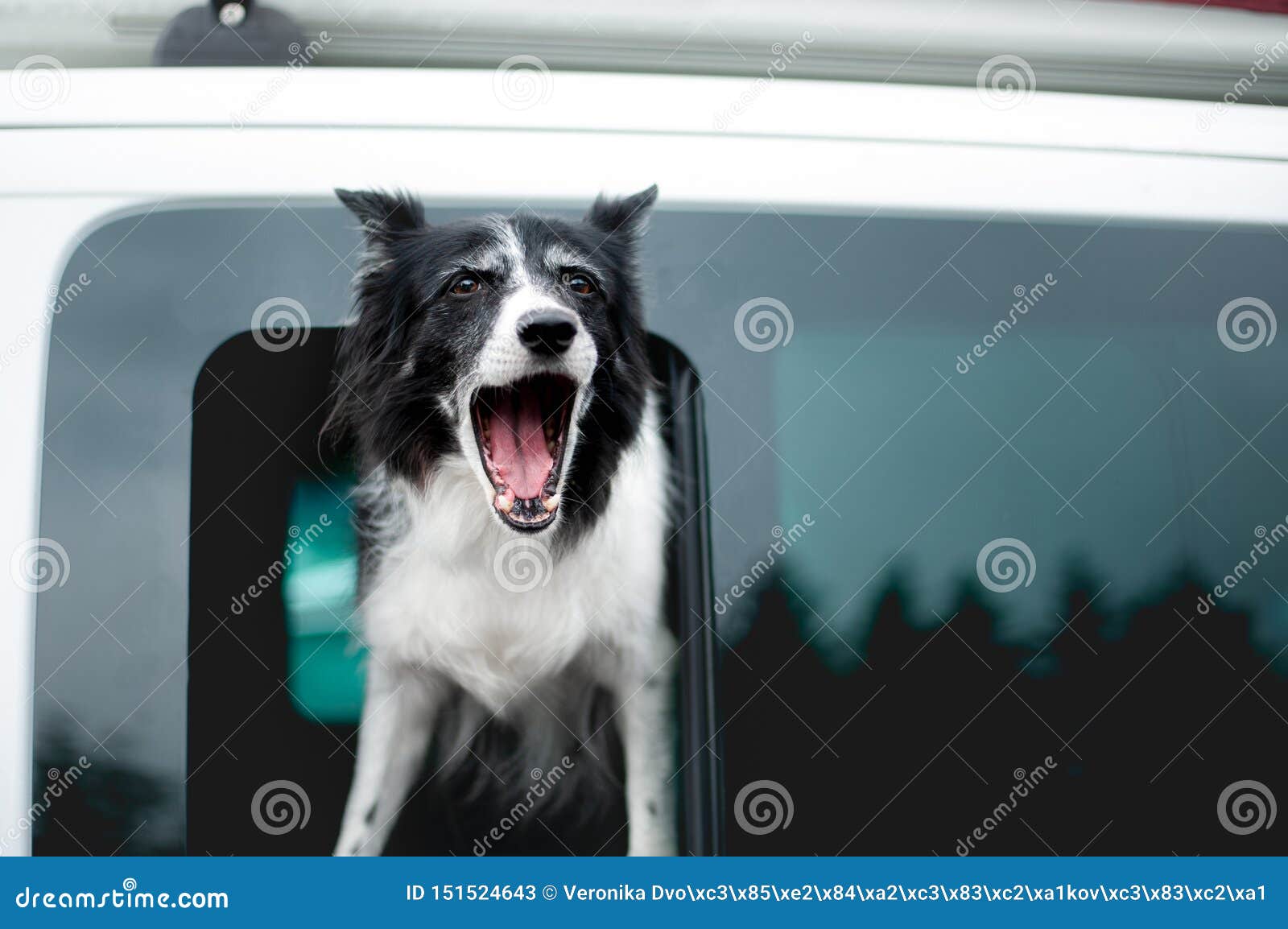 Banco de imagens : cachorro, Raça cão, Cão, como, mamífero, Border collie,  pastor australiano, Collie scotch, Cão pastor galesa, Cão raça, focinho,  Pastor australiano diminuto, Pastor inglês, Cão companheiro, Cão de  pastoreio