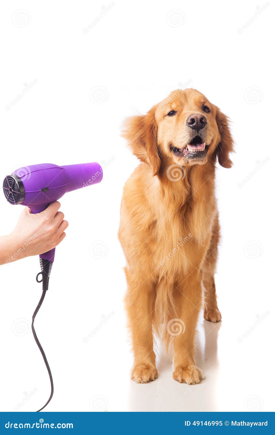 7 Golden Retriever Grooming Hacks Unleavables
