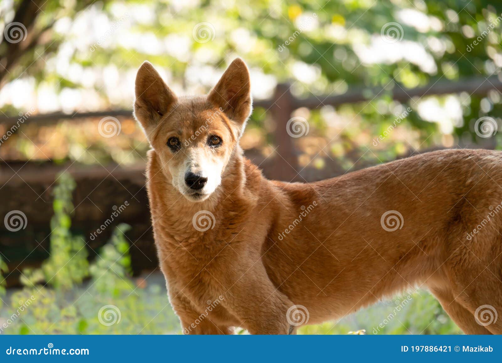 Dingo: você conhece o cão selvagem da Austrália?