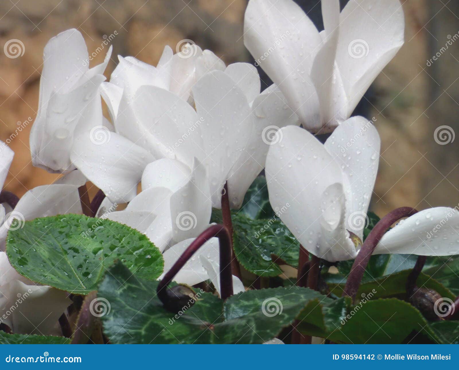 Cíclame Branco Com Pingos De Chuva Foto de Stock - Imagem de detalhe,  floral: 98594142