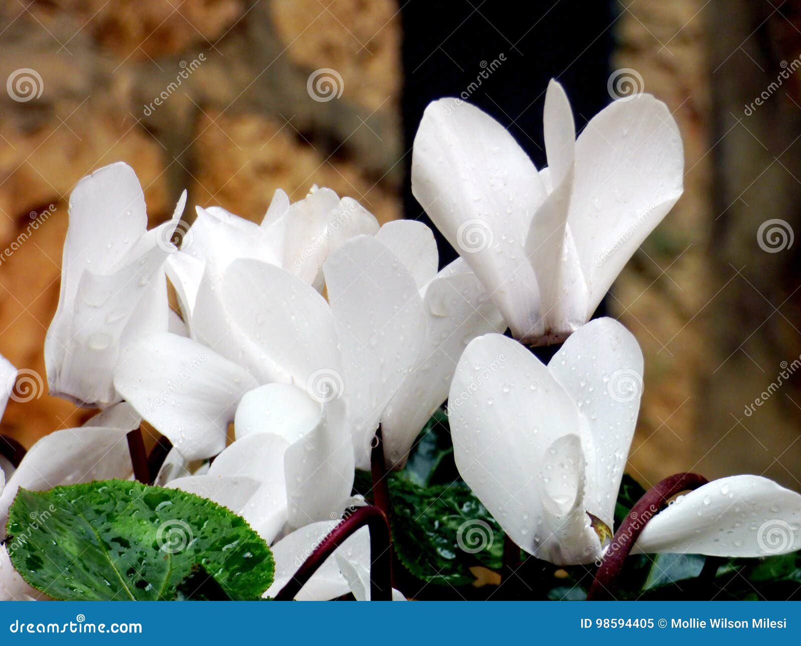 Cíclame Branco Com Pingos De Chuva Em Um Fundo De Pedra Imagem de Stock -  Imagem de flor, branco: 98594405