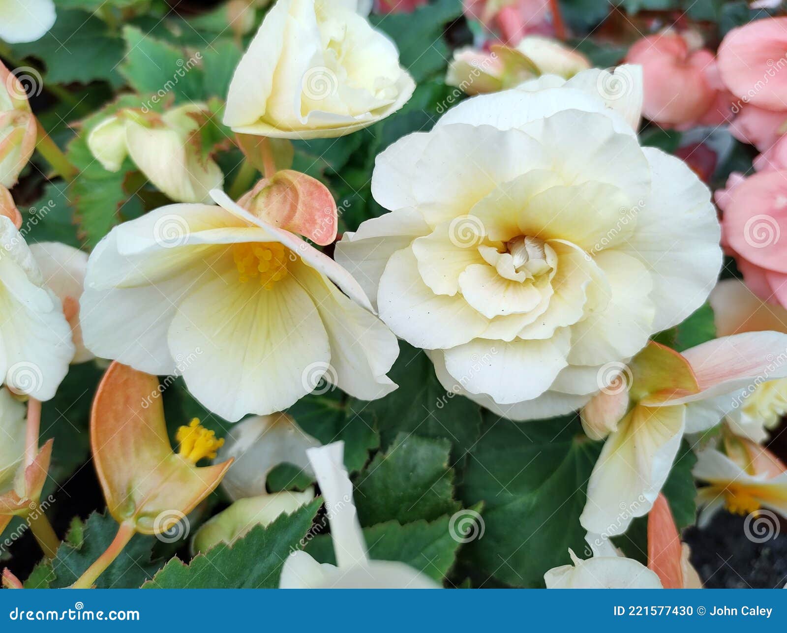 Cítricos De Especias Dulces De Begonia Foto de archivo - Imagen de planta,  crema: 221577430