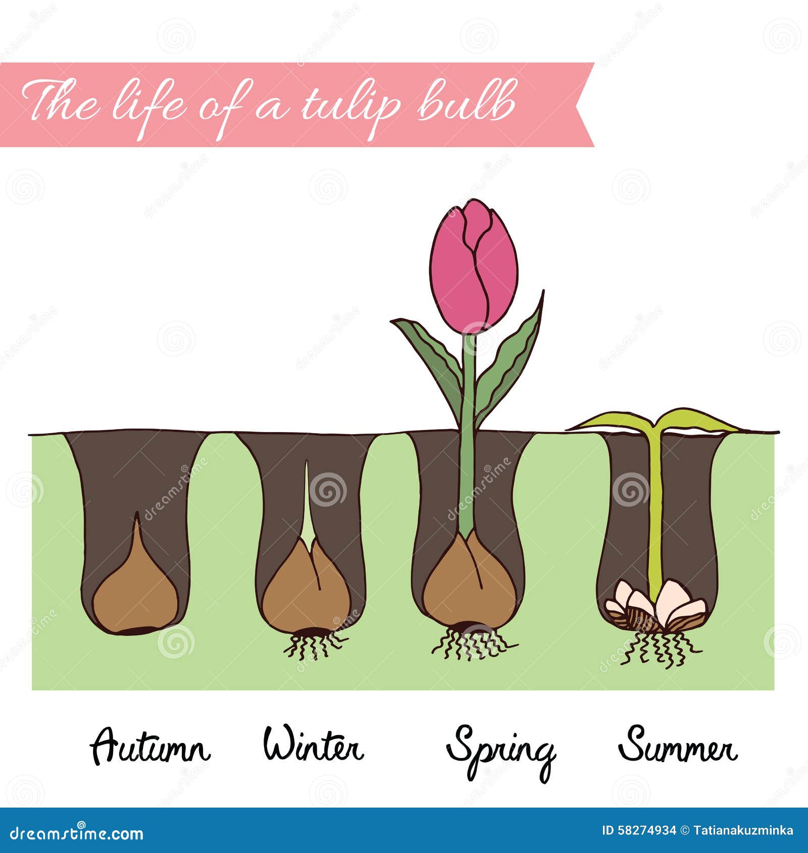agenda papel manzana Cómo plantar tulipanes ilustración del vector. Ilustración de color -  58274934