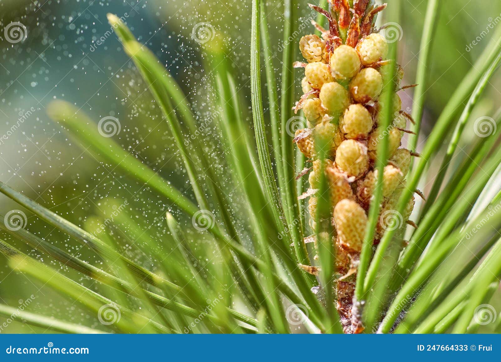 Cône De Pollen De Pin Allergène Image stock - Image du textures, longueur:  247664333