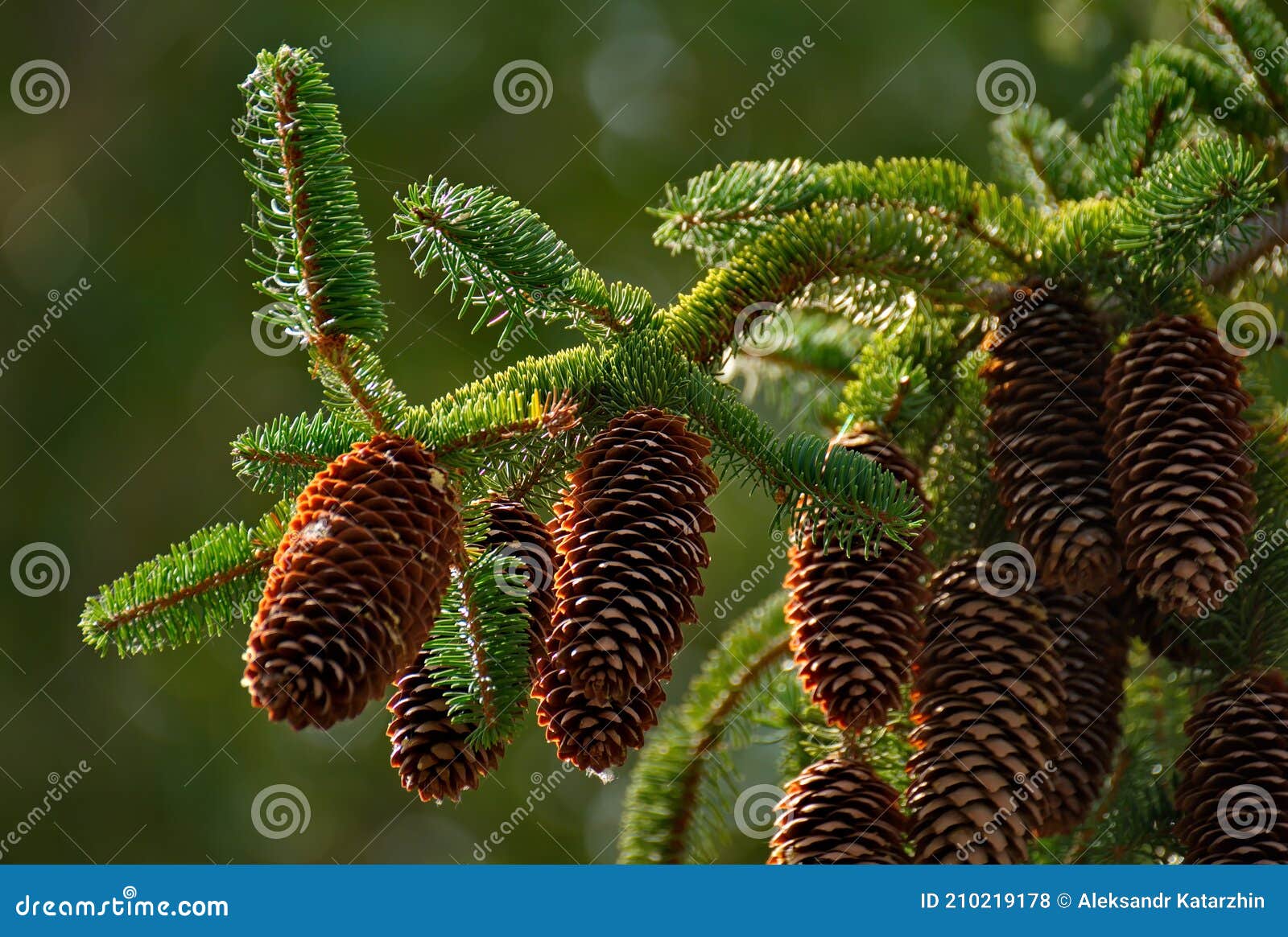 Sapin de Sibérie