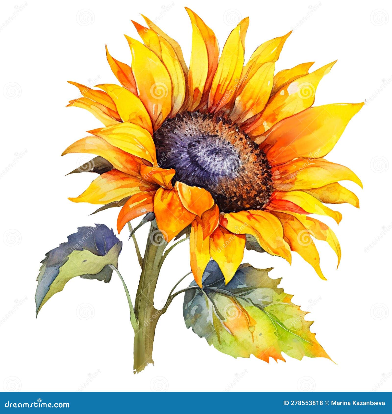 Big Yellow Sunflower, Summer Wildflowers, Isolated on White, Watercolor