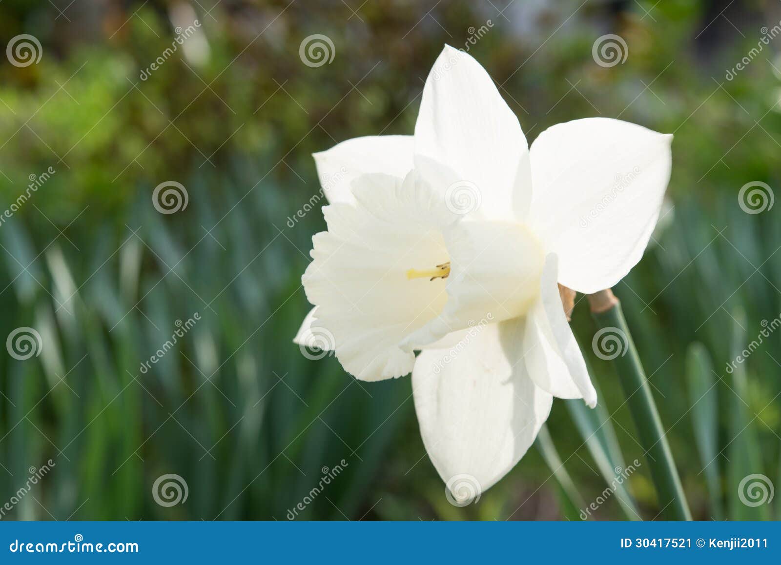 Fleur De La Jonquille Blanche Image stock - Image du ressort, lumineux:  30417521