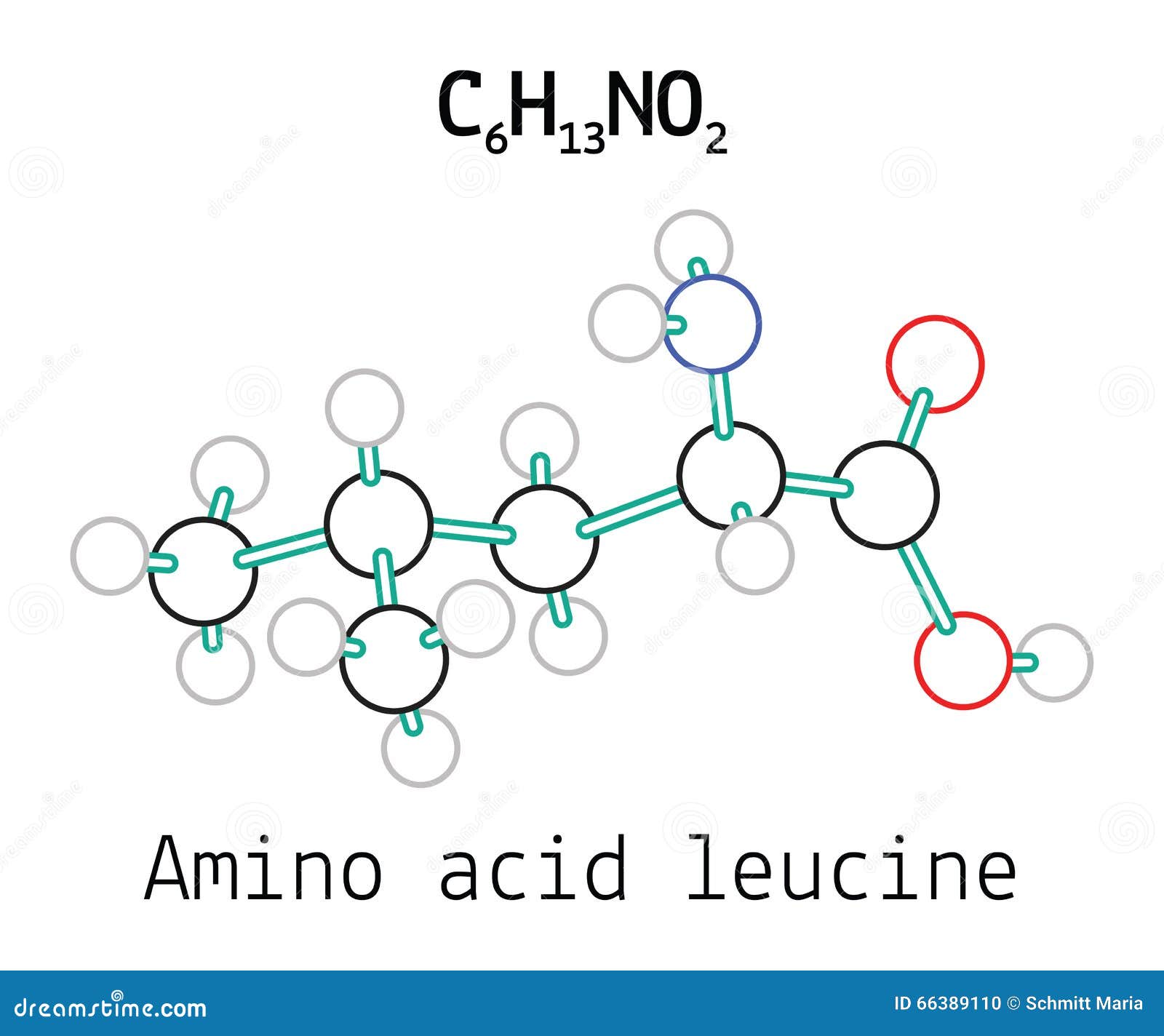 c6h13no2 amino acid leucine molecule