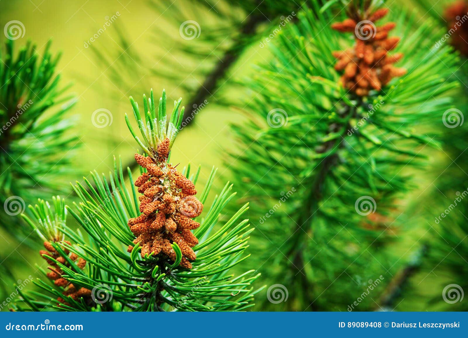 Cosses de pollen de pin image stock. Image du arbre - 109681835